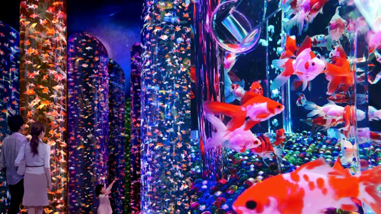 Art Aquarium goldfish columns